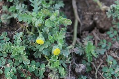 Grangea maderaspatana